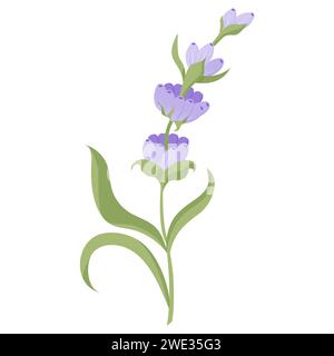 Delicate lavender flower in flat style. Vector illustration isolated on white background. Stock Vector