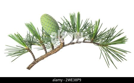 Cedrus deodara twig with cone isolated on white background Stock Photo