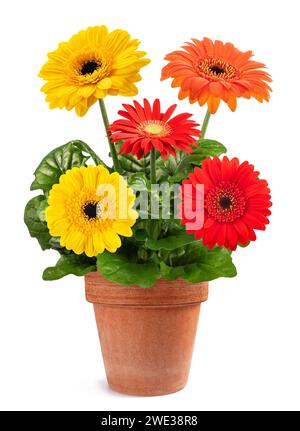 Gerbera plant in vase  isolated on white background Stock Photo