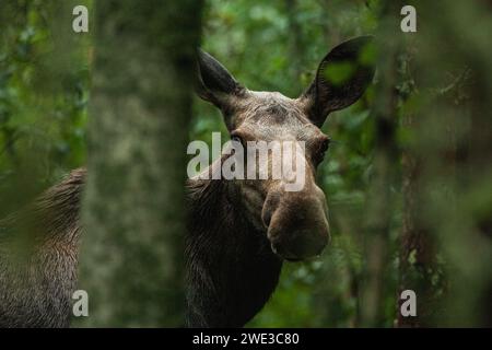 A female adult moose peers through trees in Sweden Stock Photo