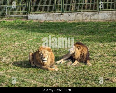 The two lions resting in sunlight in their enclosure at a zoo Stock Photo