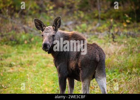Young moose in a field in Sweden Stock Photo