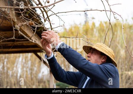 Senior farmer picking kiwis from a tree on a farm. Retired working in the field. Stock Photo