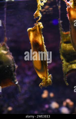 Shark egg swimming in the aquarium. Stock Photo