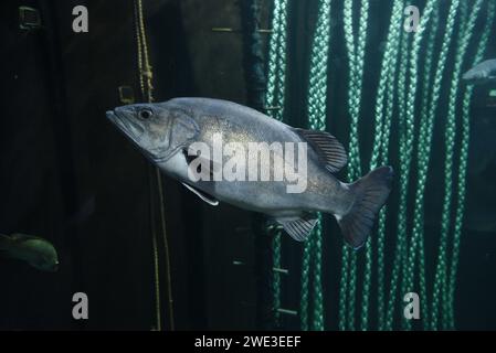 Polyprion beautiful fish swimming in the aquarium. Stock Photo