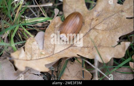 A palm of acorns resting on lush leaves Stock Photo