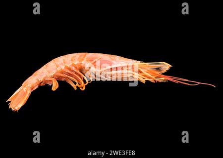 Red giant argentine shrimp isolated on black background. Large tiger shrimp isolated. Stock Photo