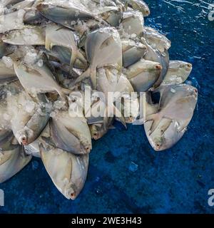 Closeup view of fresh silver pomfret fish aka pampus argenteus on outdoor market stall, Cox's Bazar, Bangladesh Stock Photo