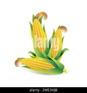 Corn. An ear of rapeseed yellow corn wrapped in green leaves. Peeled corn cob. Vector illustration of a peeled cob isolated on a white background Stock Vector