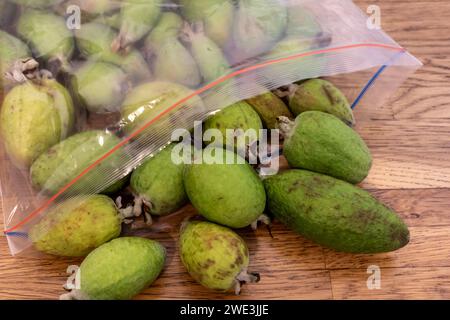 Fruit of the Pineapple Guava tree, Feijoa Sellowiana, an evergreen bush native to South America Stock Photo