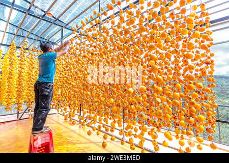 Dried persimmon is dried according to traditional Japanese technology applied in Da Lat, Vietnam. They are hung on a rig in a closed house Stock Photo