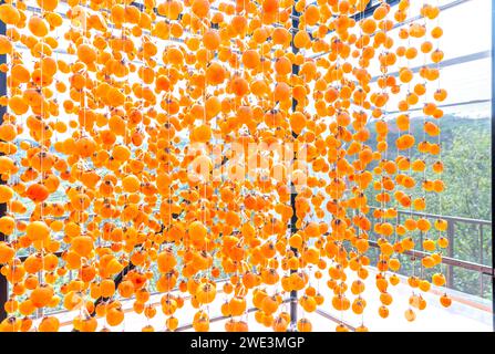 Dried persimmon is dried according to traditional Japanese technology applied in Da Lat, Vietnam. They are hung on a rig in a closed house Stock Photo