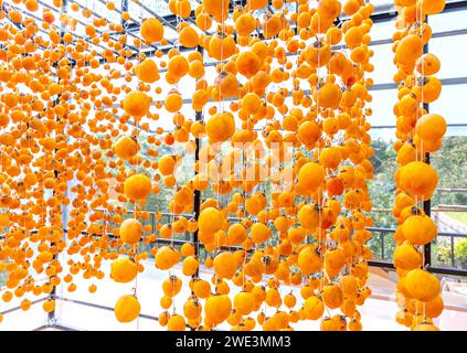 Dried persimmon is dried according to traditional Japanese technology applied in Da Lat, Vietnam. They are hung on a rig in a closed house Stock Photo