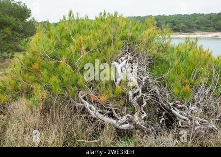 Trees bent by the wind on the coast of Kamenjak National Park on the Premantura peninsula of Medulin, Istria, Croatia. December Stock Photo