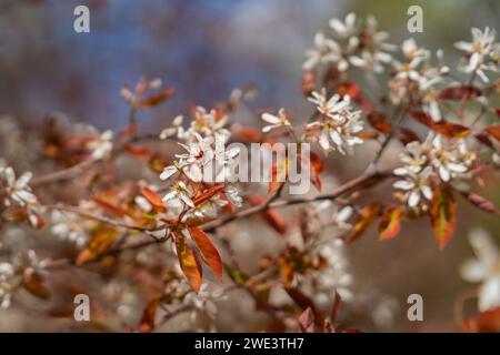 Cherry blossom background. Blooming cherry tree branch. Spring backgrouind. Soft focus. Stock Photo