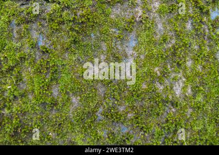 Concrete wall covered with moss. The old concrete wall covered with moss lichen Stock Photo