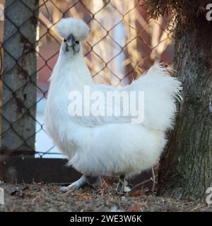 Silkie chickens on a grass, outdoor, bio farm Stock Photo