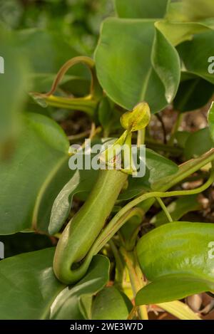 Pitcher Plant: Nepenthes truncata. Stock Photo