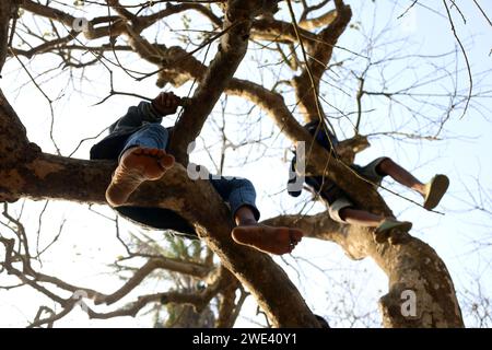 Nawabganj, Dhaka, Bangladesh. 23rd Jan, 2024. Before the start of the breaking the cow rope game, two young boys are sitting on a tree to enjoy the game in Nawabganj, Dhaka. Break the cow rope is the name of a traditional game of Bengladesh. This game is organized every year in Bengali month Poush. Here the cow is brought to the field and tied with a big strong rope. The cow is then induced by red or black cloth, sticks and burning crackers. At one point the cow got excited and started running and tore the rope. The cow that can break the rope as fast as possible is declared the first. (Cred Stock Photo