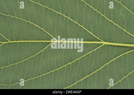Green leaf texture background. Macro shot Stock Photo