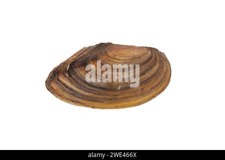 Mold shell isolated on white background. Shell of mussel isolated Stock Photo