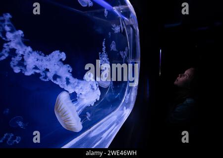 Big aquarium with jellyfish or meduses in the neon light in new opened Prague medusarium, Czech Republic Stock Photo
