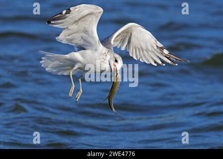 Common gull / sea mew (Larus canus) with big fish in beak flying over sea water along the North Sea coast Stock Photo