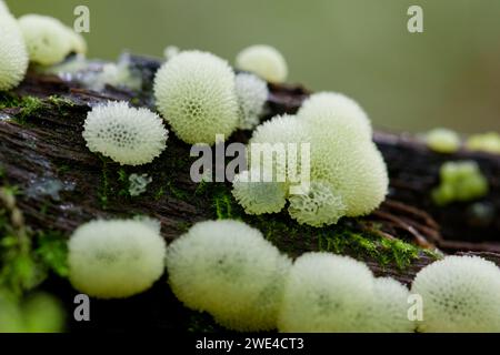 Coral slime mould (Ceratiomyxa fruticulosa porioides) Stock Photo