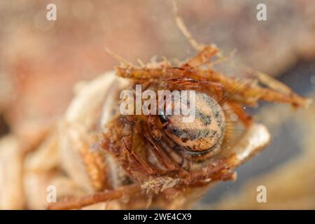 Northern casemaker larva (Limnephilidae Stock Photo - Alamy
