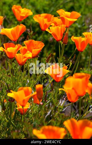 Poppy along Catherine Creek Interpretive Trail, Columbia River Gorge National Scenic Area, Washington Stock Photo