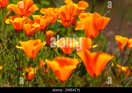 Poppy along Catherine Creek Interpretive Trail, Columbia River Gorge National Scenic Area, Washington Stock Photo