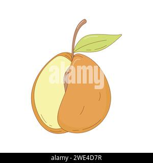 Hand drawn apricot fruit vector illustration. Creative hand drawn fruit vector element Stock Vector
