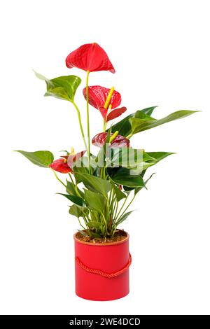 House plant Anthurium in red flowerpot isolated on white background. Anthurium is heart - shaped flower Flamingo flowers or Anthurium andraeanum symbo Stock Photo