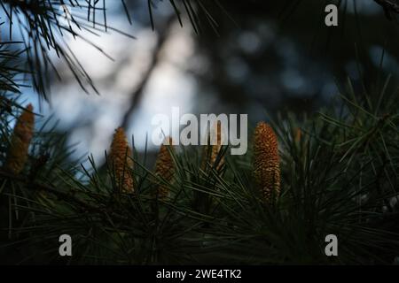 Cedar, Deodar cedar, Himalayan cedar, or deodar (Cedrus deodara) Stock Photo