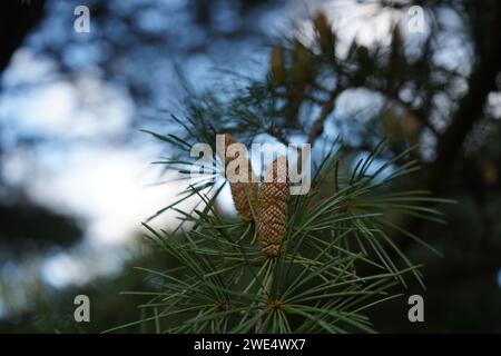 Cedar, Deodar cedar, Himalayan cedar, or deodar (Cedrus deodara) Stock Photo