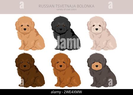 Russian tsvetnaja bolonka puppy clipart. Different poses, coat colors set.  Vector illustration Stock Vector