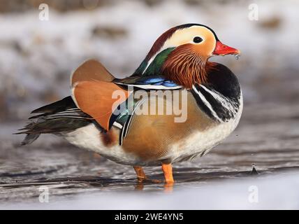 Mandarin duck portrait in winter, Quebec, Canada Stock Photo