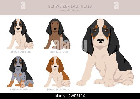 Schwyzer Laufhund, Swiss Hound puppy clipart. All coat colors set.  All dog breeds characteristics infographic. Vector illustration Stock Vector