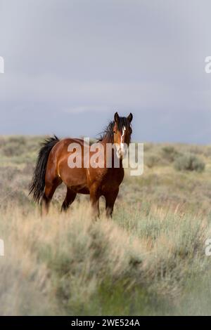 The McCullough Peaks wild horses are believed to be descended from horses released from Buffalo Bill's Wild West Show over a century ago. Stock Photo