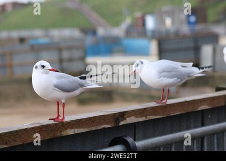 Small birds perched on a fence at the beach Stock Photo