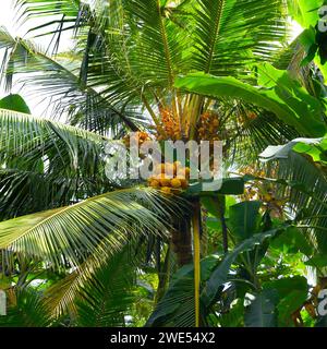 Beautiful palm leaves and fruits. Bottom view. Stock Photo
