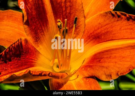 Orange Tawny Day-lily Hemerocallis fulva Flower Blossom Bellevue Botanical Garden Washington Stock Photo