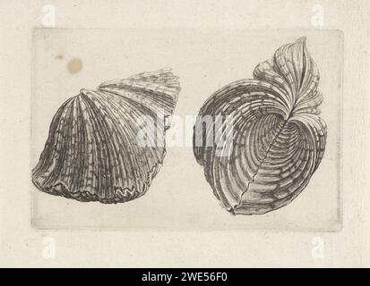 Schelp, Hippopus Hippopus, Wenceslaus Hollar, 1644 - 1652 print  Antwerp paper etching molluscs (+ shell, snail-shell etc.) Stock Photo