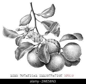 Lime fruit botanical illustration vintage engraving style black and white clip art Stock Vector