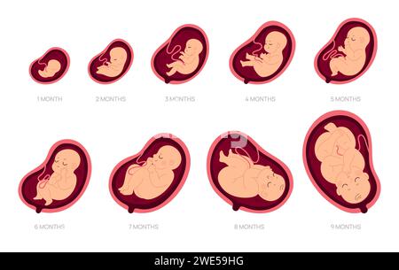 Pregnancy Stages. Human Growth Stages Embryo Development Egg Fertility ...