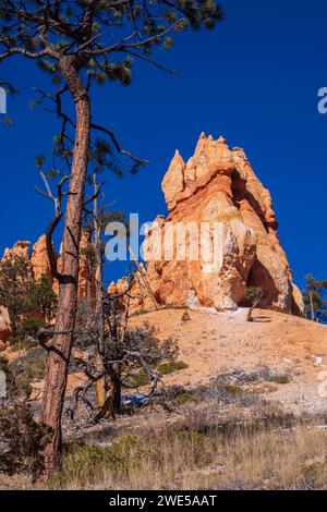 Bryce Amphitheater from the Queen's Garden Trail, winter, Bryce Canyon National Park, Utah. Stock Photo