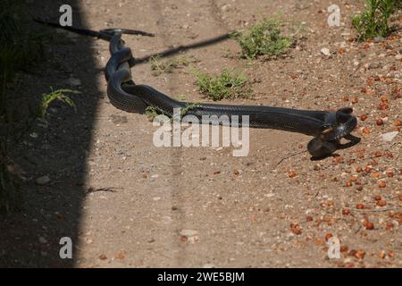 snake fight  of Dolichophis jugularis, also known commonly as the black whipsnake and the large whip snake, Stock Photo