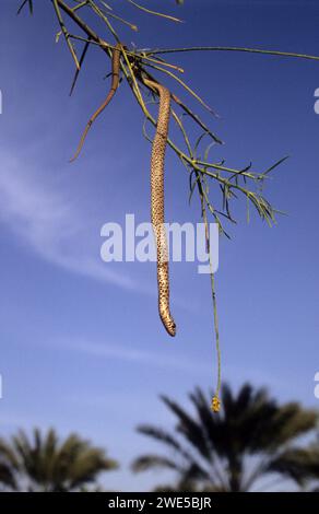 Young  Dolichophis jugularis, also known commonly as the black whipsnake and the large whip snake, Stock Photo