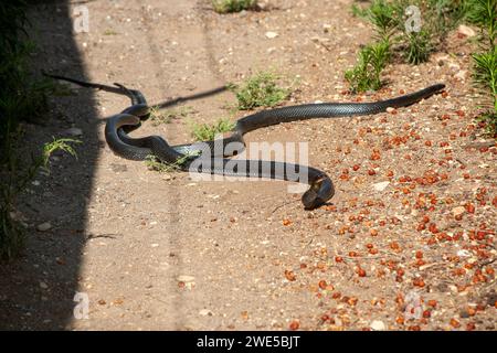 Dolichophis jugularis, also known commonly as the black whipsnake and the large whip snake, Stock Photo