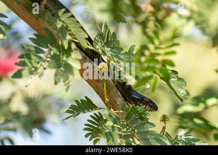 Dolichophis jugularis, also known commonly as the black whipsnake and the large whip snake, Stock Photo